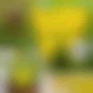 Ljepljive zamke za muhe (10 kom) | BUGILURE