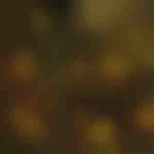 Lampice za božićno drvo | IZIGLOW