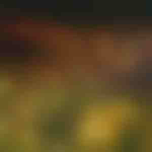 Solarni svjetlosni lanac sa 6 LED žarulja | SOMPEX