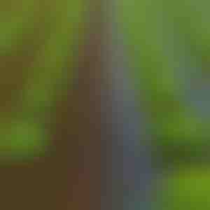 Korov nestaje za 24 sata - 0,95 x 10 m vrtna podloga | VEGUARD